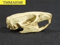 藏品(家鼠屬頭骨)的圖片